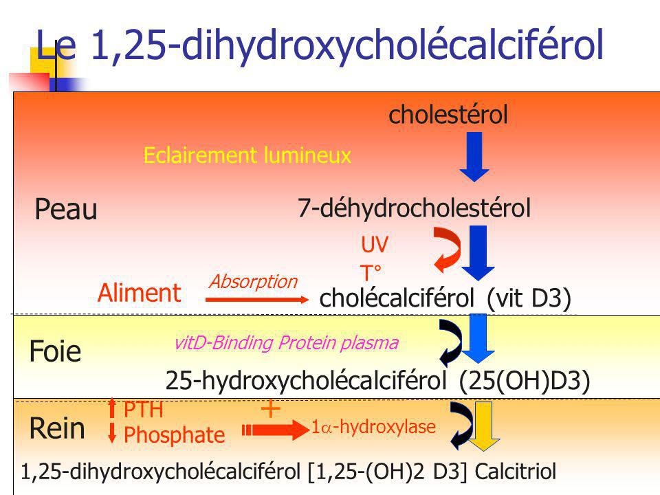 Le 1,25-dihydroxycholécalciférol