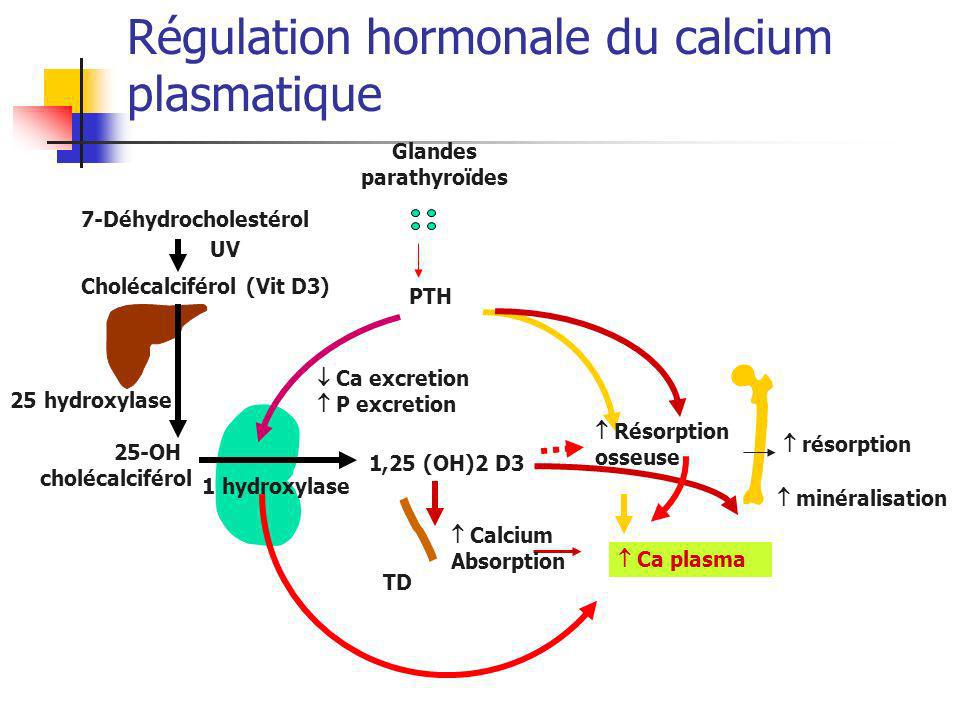 Régulation hormonale du calcium plasmatique