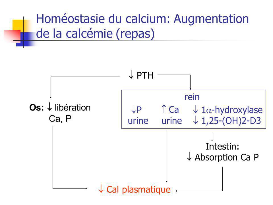 Homéostasie du calcium: Augmentation de la calcémie (repas)