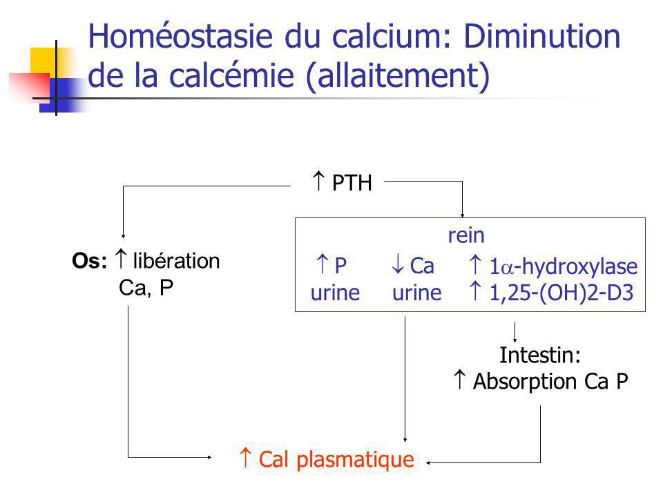 Homéostasie du calcium: Diminution de la calcémie (allaitement)