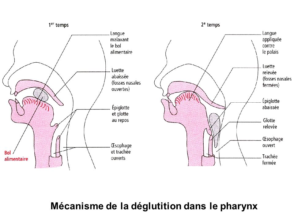 Mécanisme de la déglutition dans le pharynx