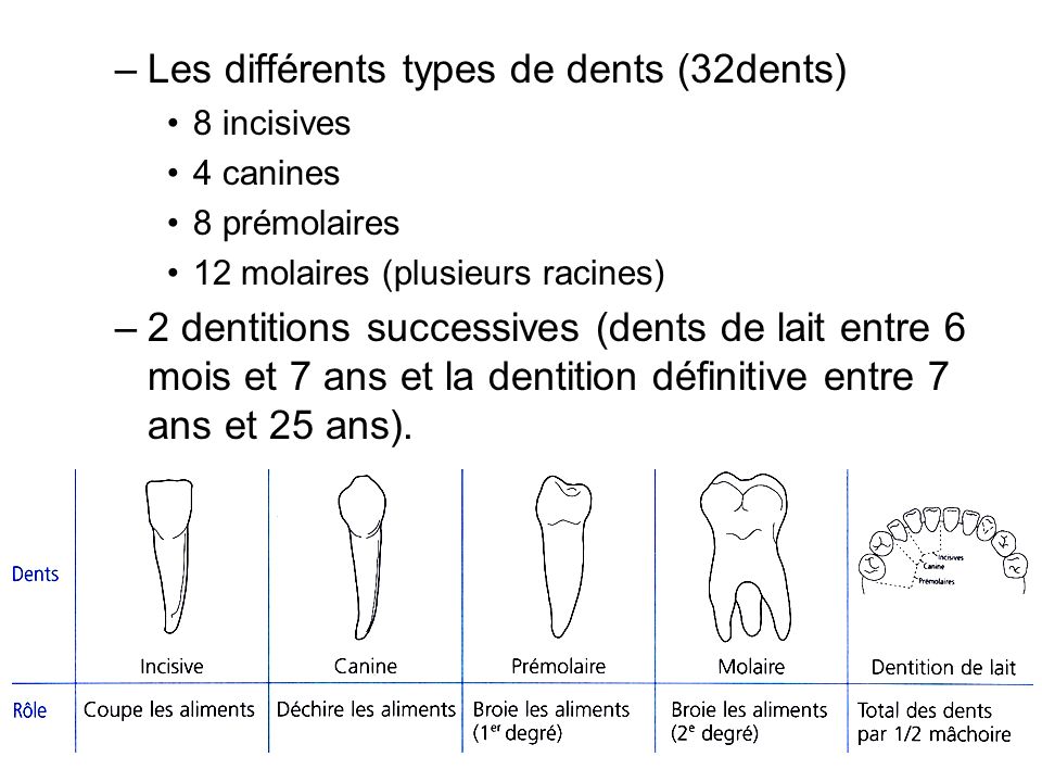 Les différents types de dents (32dents)