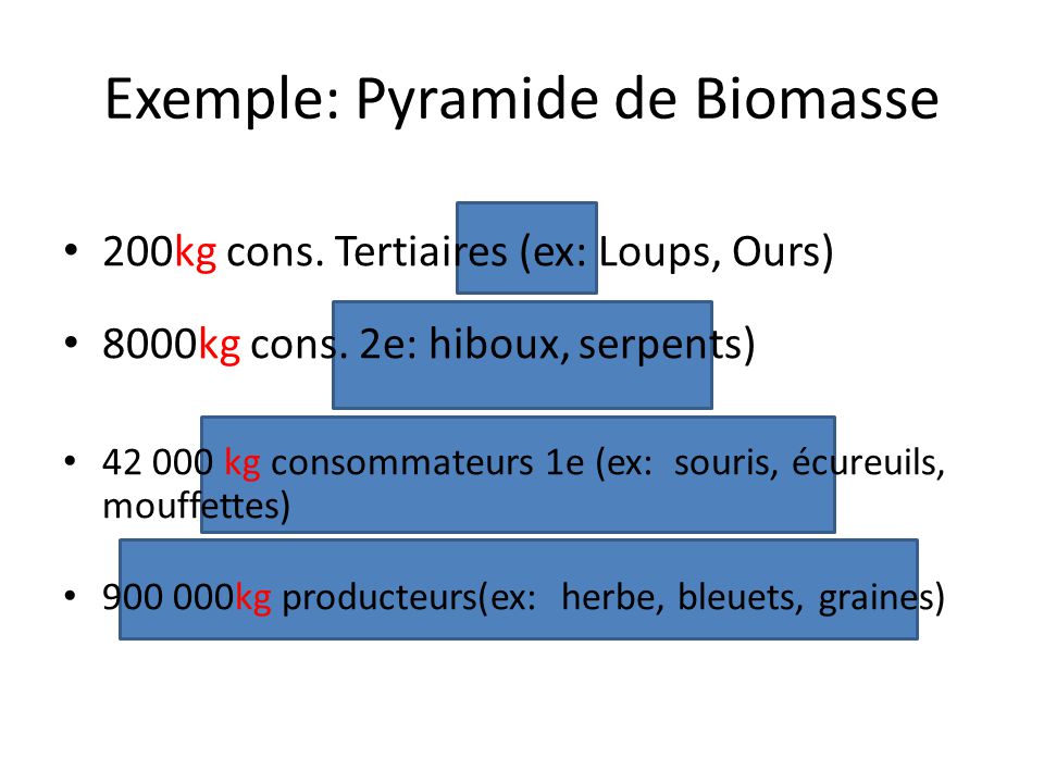 Résultat de recherche d'images pour "pyramide biomasse""
