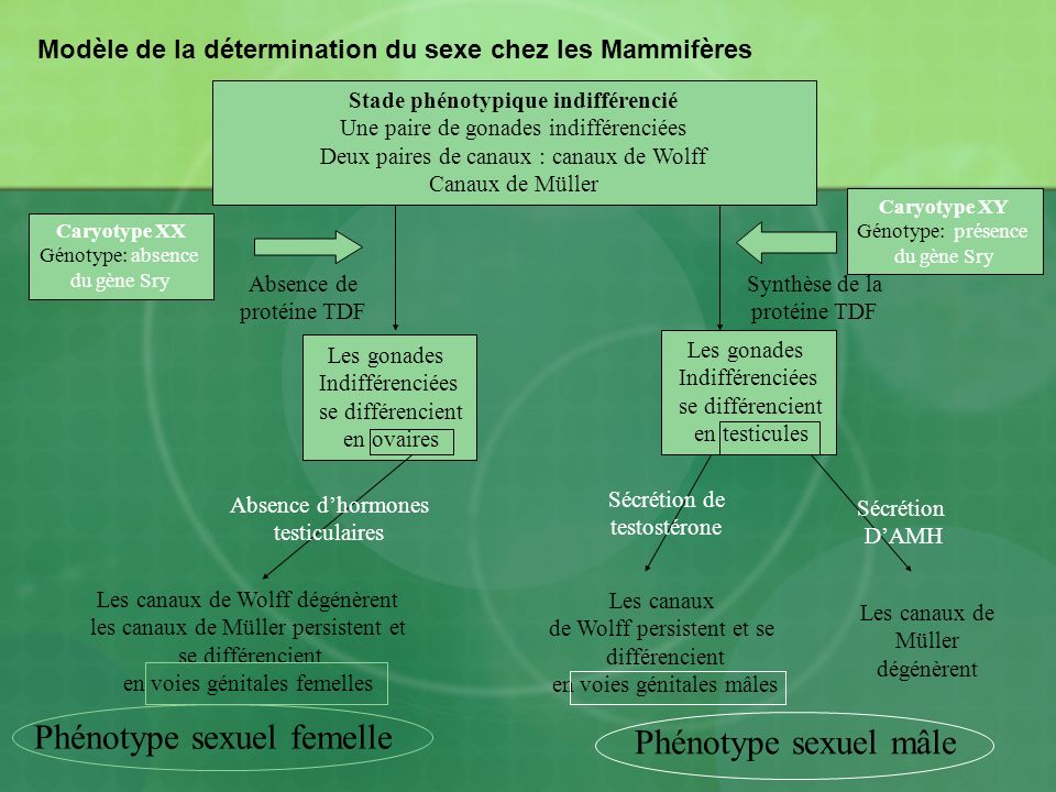 Modèle de la détermination du sexe chez les Mammifères