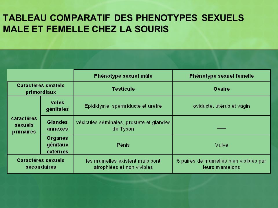 TABLEAU COMPARATIF DES PHENOTYPES SEXUELS MALE ET FEMELLE CHEZ LA SOURIS