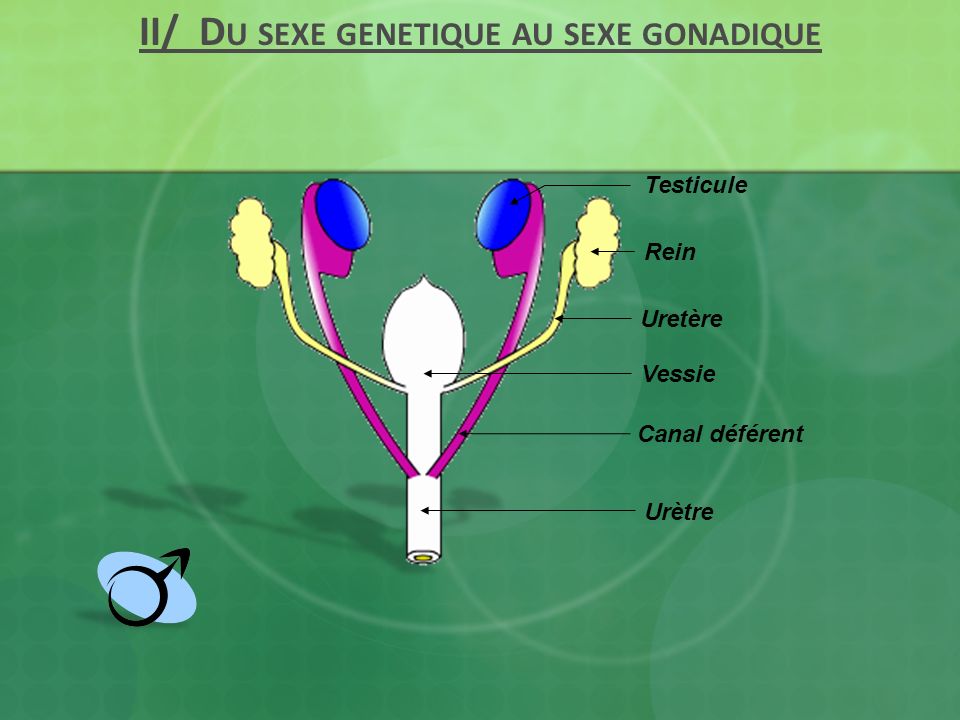II/ Du sexe genetique au sexe gonadique