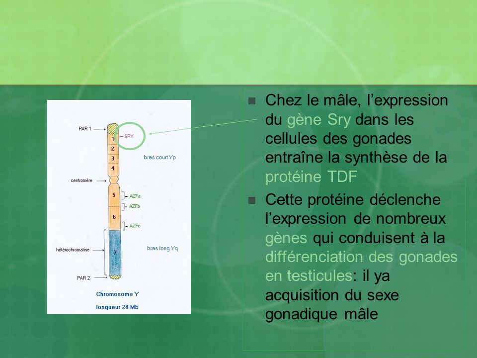 Chez le mâle, l’expression du gène Sry dans les cellules des gonades entraîne la synthèse de la protéine TDF