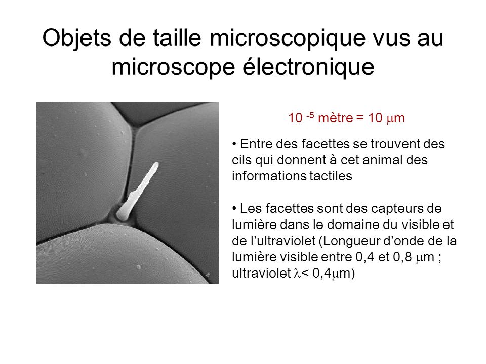 Objets de taille microscopique vus au microscope électronique