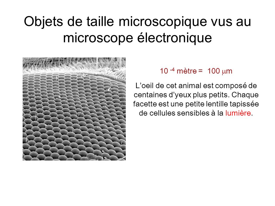 Objets de taille microscopique vus au microscope électronique