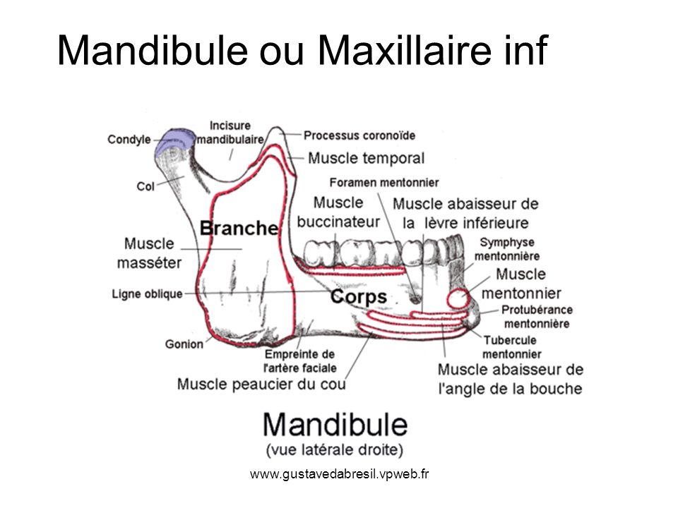 Mandibule ou Maxillaire inf