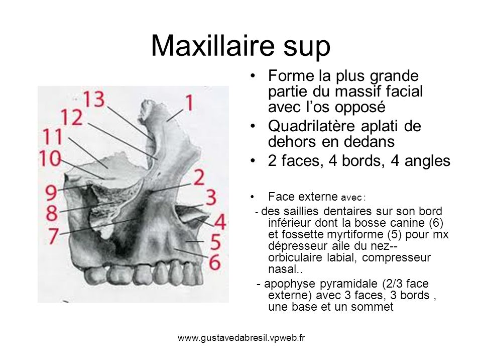 Maxillaire sup Forme la plus grande partie du massif facial avec l’os opposé. Quadrilatère aplati de dehors en dedans.