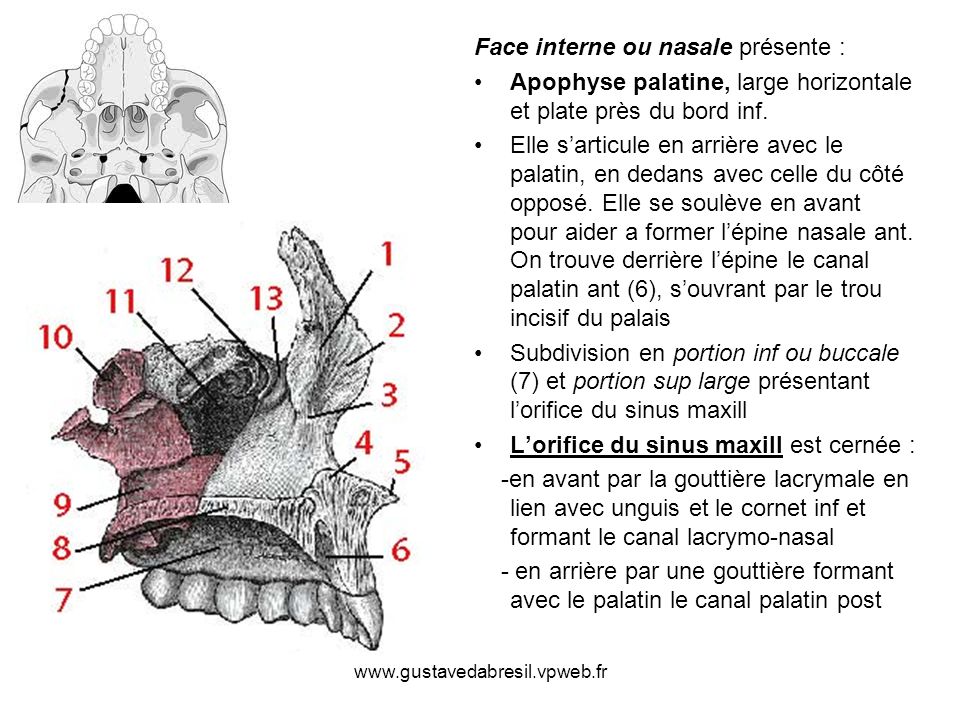 Face interne ou nasale présente :