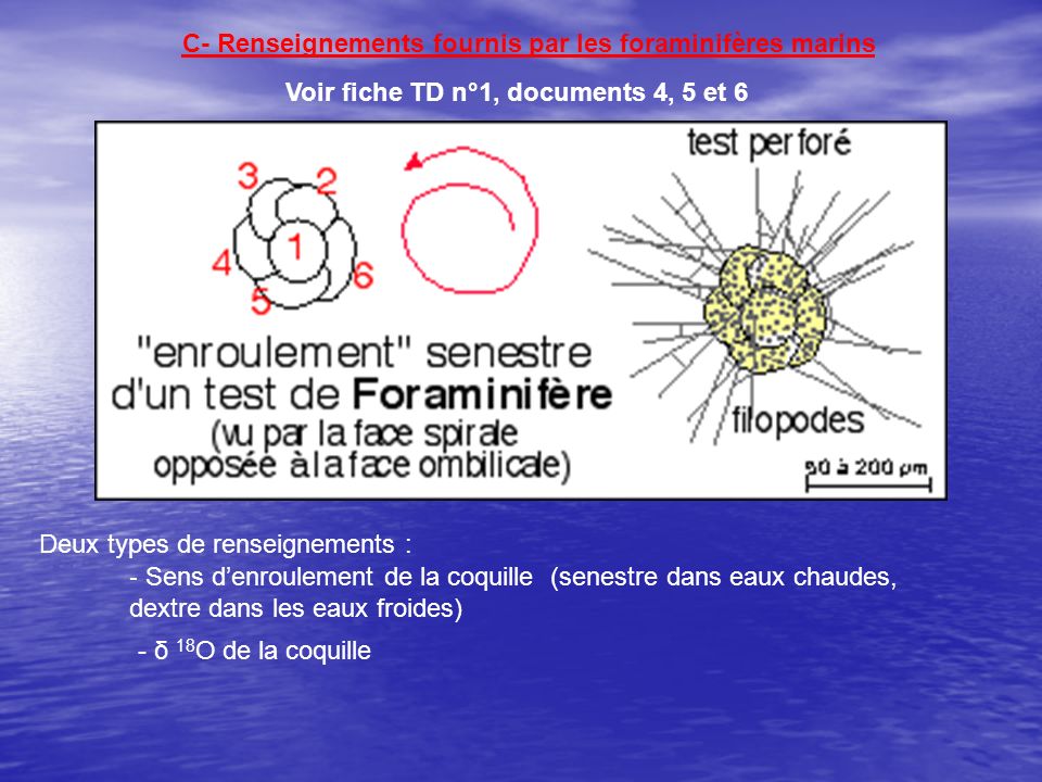 C- Renseignements fournis par les foraminifères marins