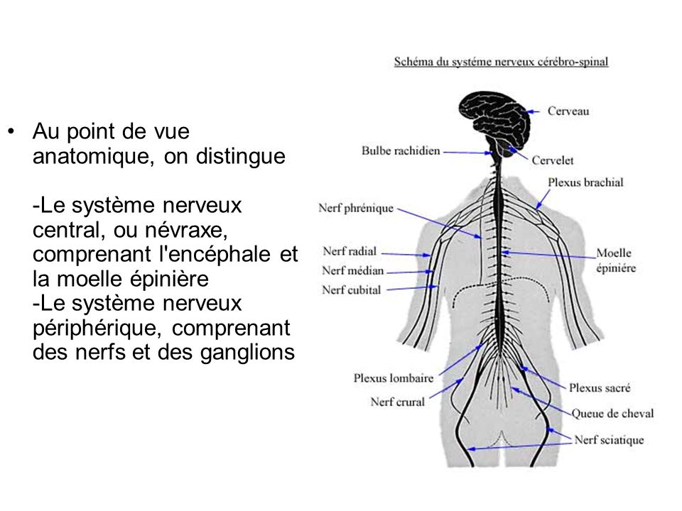 Système nerveux périphérique : nerfs spinaux (ou rachidiens) : vue  d'ensemble