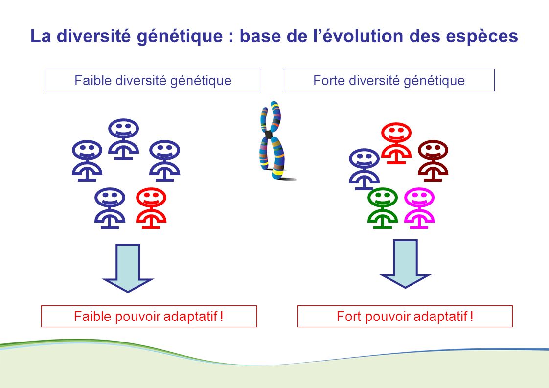 La diversité génétique : base de l’évolution des espèces