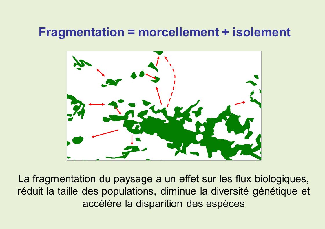 Fragmentation = morcellement + isolement