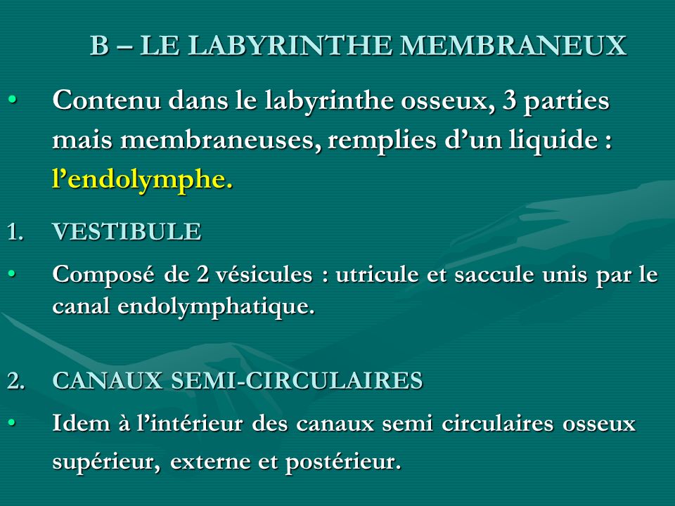 B – LE LABYRINTHE MEMBRANEUX