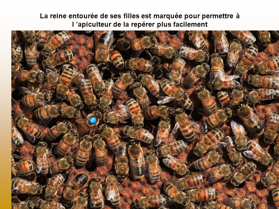 La reine entourée de ses filles est marquée pour permettre à l ’apiculteur de la repérer plus facilement