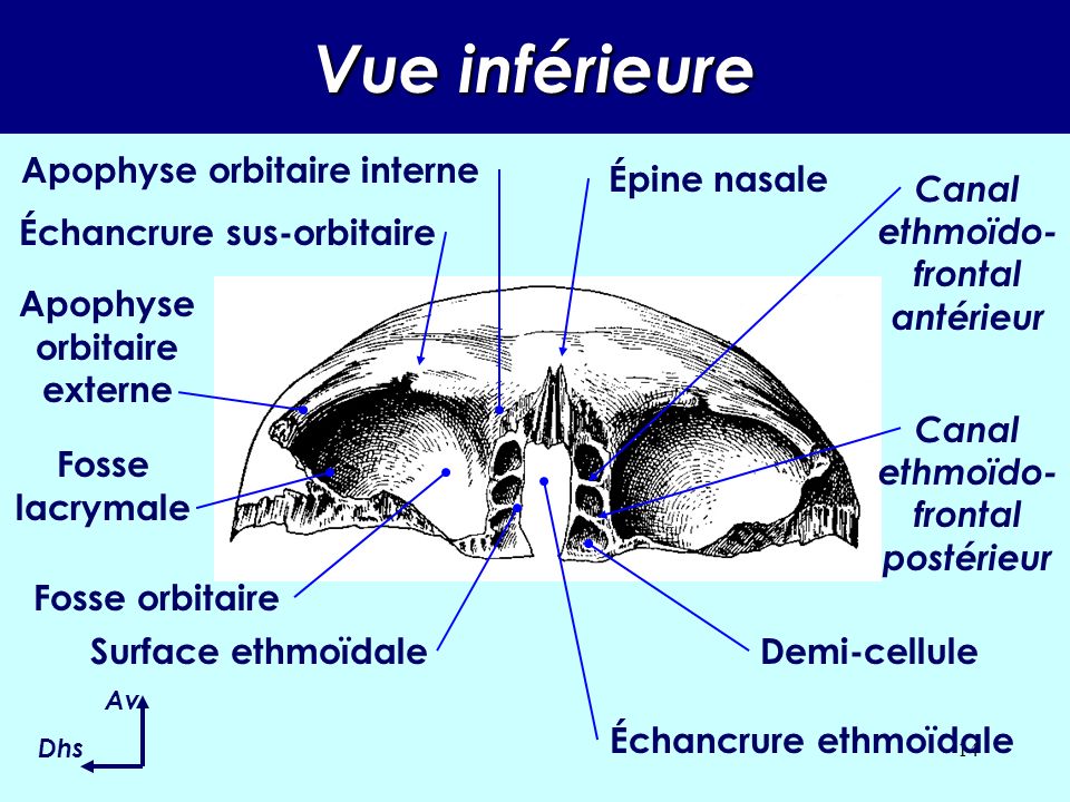 Vue inférieure Apophyse orbitaire interne Épine nasale