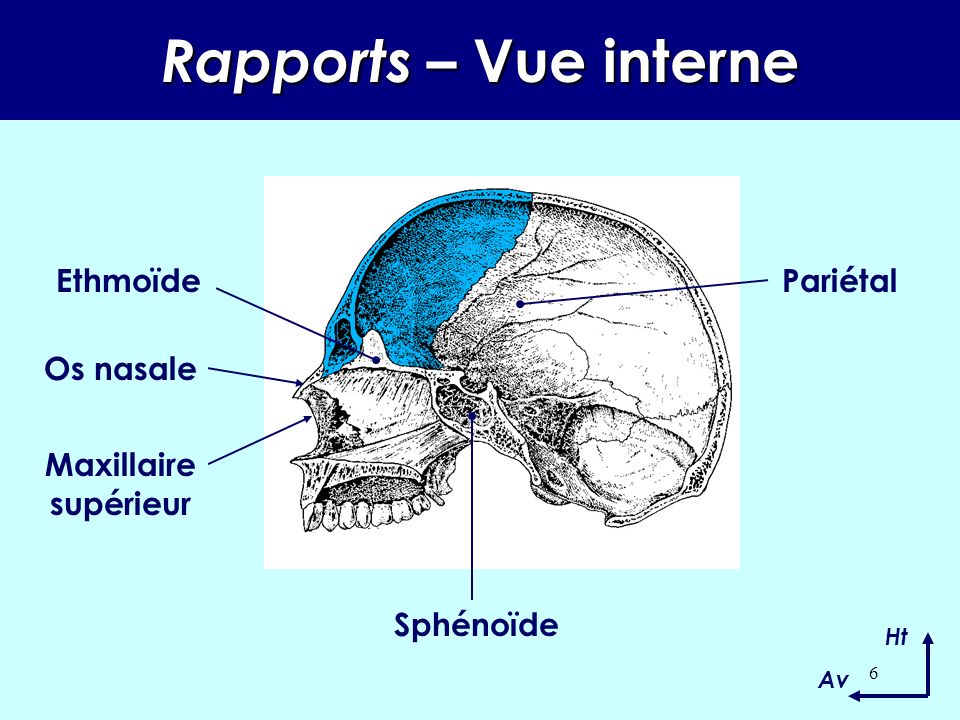 Rapports – Vue interne Ethmoïde Pariétal Os nasale