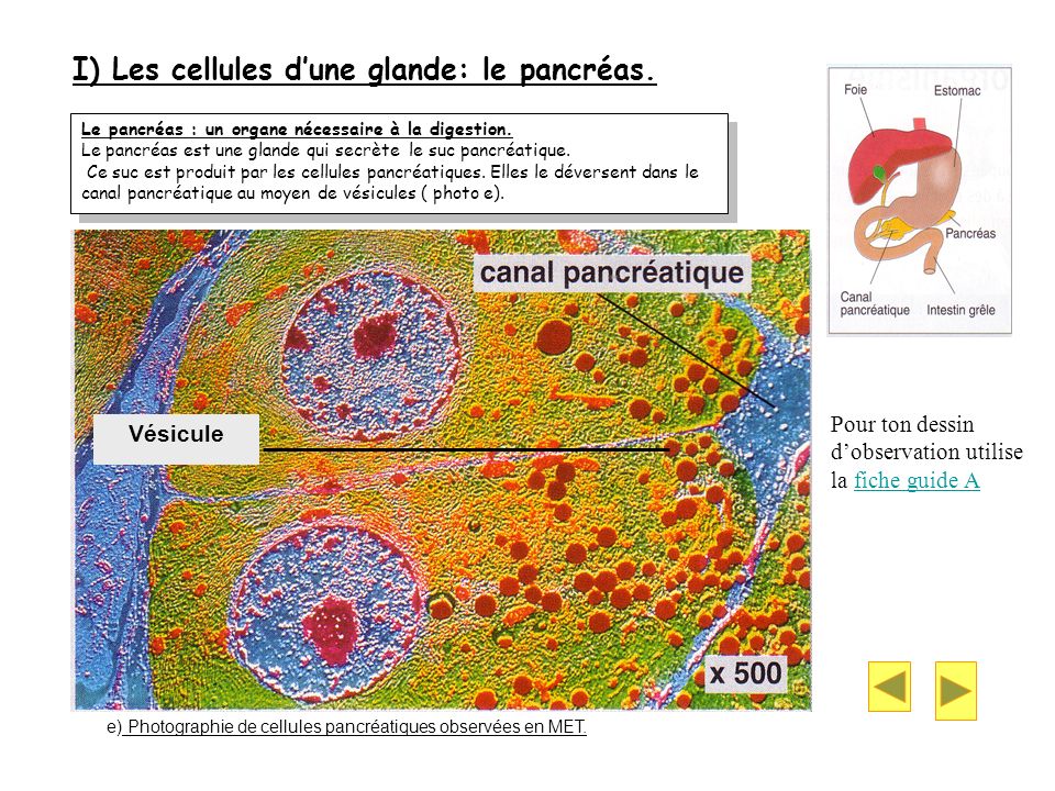 I) Les cellules d’une glande: le pancréas.