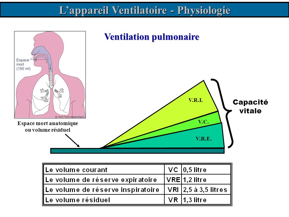 L’appareil Ventilatoire - Physiologie Espace mort anatomique