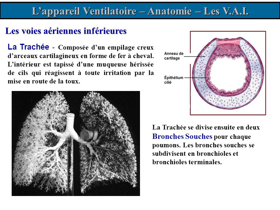 L’appareil Ventilatoire – Anatomie – Les V.A.I.