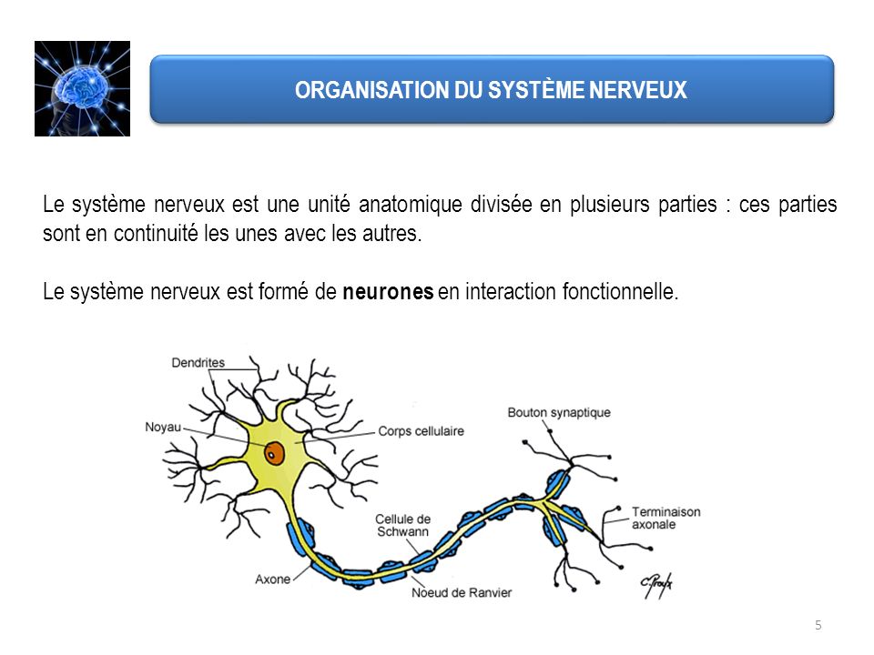 PDF Télécharger Controle Sur Le Systeme Nerveux PDF Cours,Exercices ...