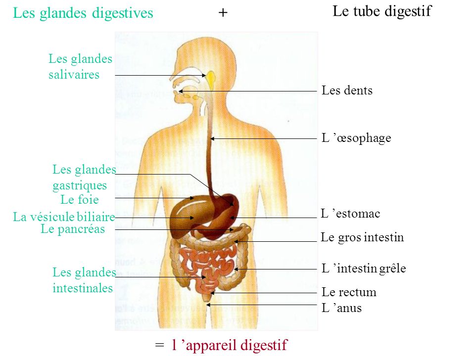 Les glandes digestives + Le tube digestif