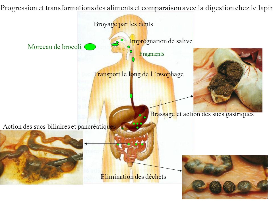 Progression et transformations des aliments et comparaison avec la digestion chez le lapin