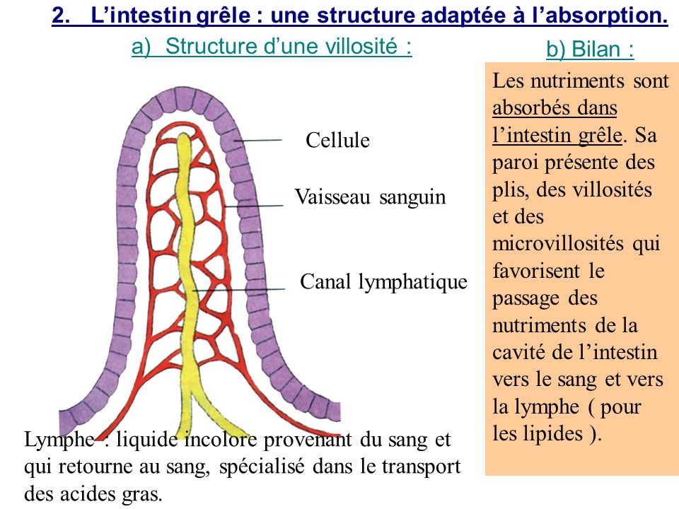 2. L’intestin grêle : une structure adaptée à l’absorption.