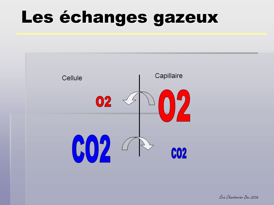 Les échanges gazeux Capillaire Cellule O2 O2 CO2 CO2