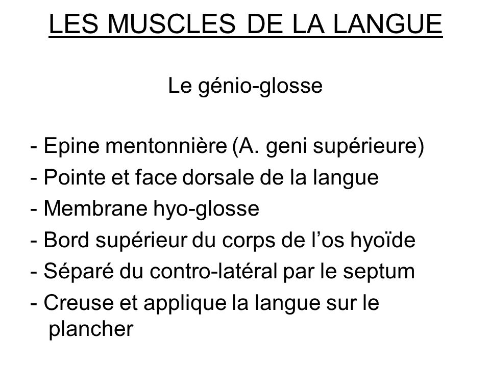 LES MUSCLES DE LA LANGUE Le génio-glosse