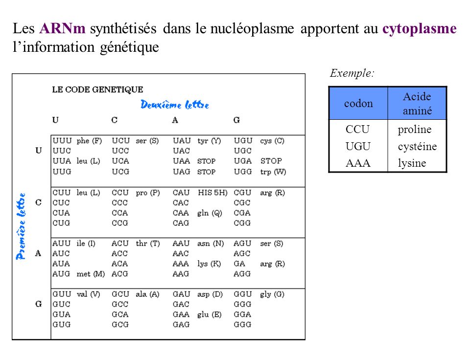 Les ARNm synthétisés dans le nucléoplasme apportent au cytoplasme l’information génétique
