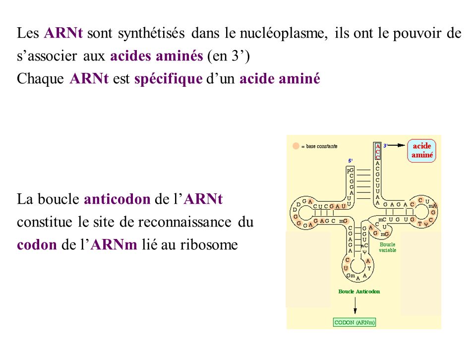 Les ARNt sont synthétisés dans le nucléoplasme, ils ont le pouvoir de s’associer aux acides aminés (en 3’)