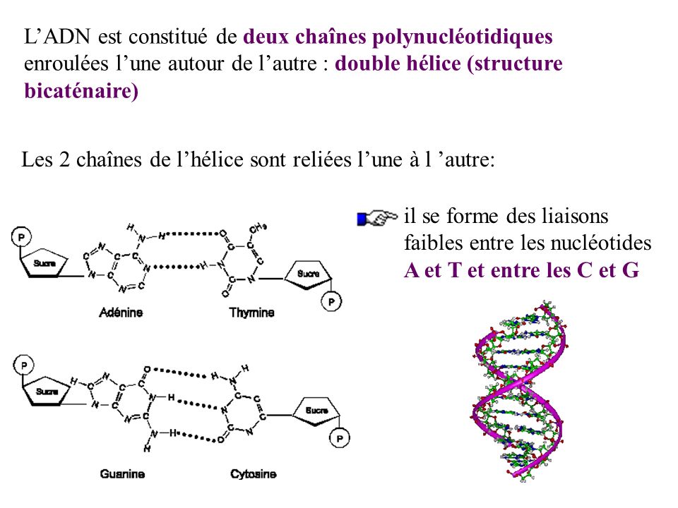 L’ADN est constitué de deux chaînes polynucléotidiques enroulées l’une autour de l’autre : double hélice (structure bicaténaire)