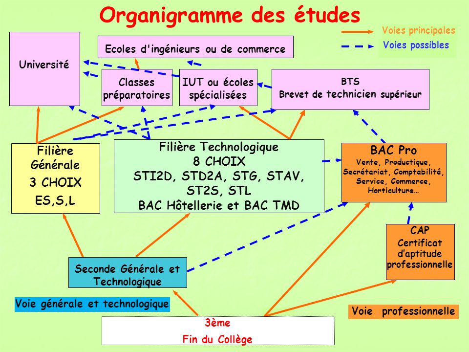 Organigramme des études