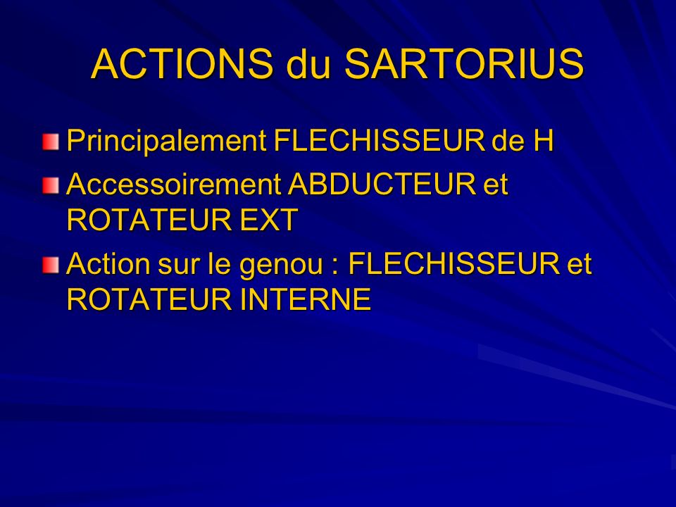 ACTIONS du SARTORIUS Principalement FLECHISSEUR de H