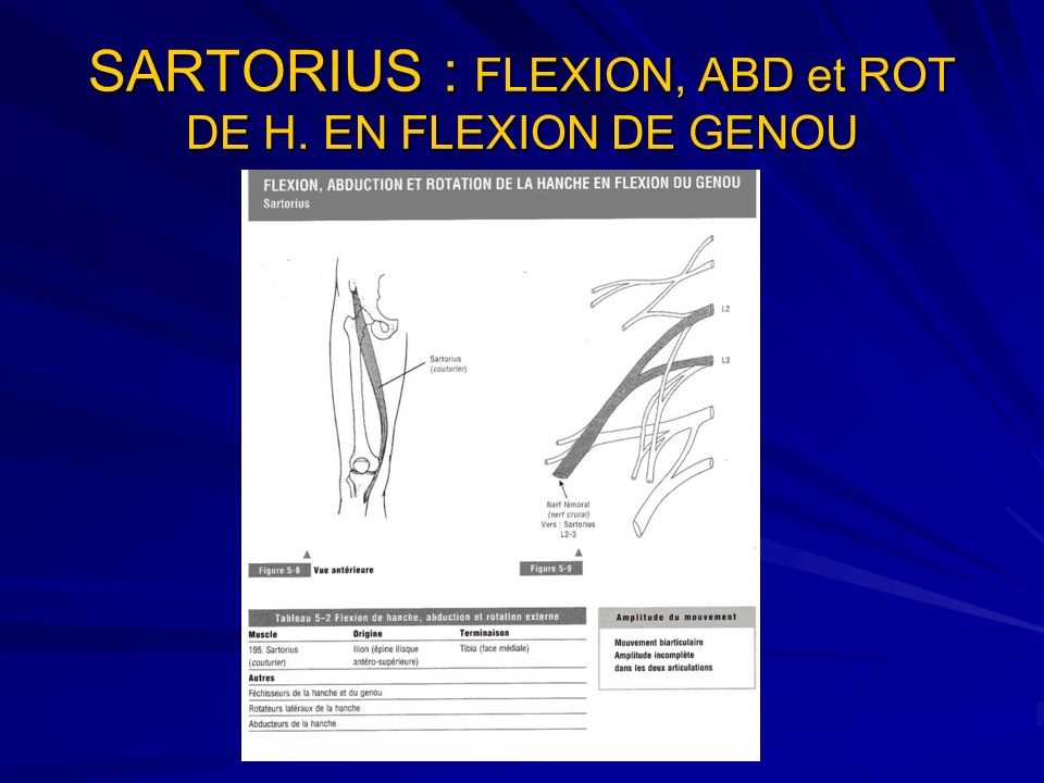SARTORIUS : FLEXION, ABD et ROT DE H. EN FLEXION DE GENOU