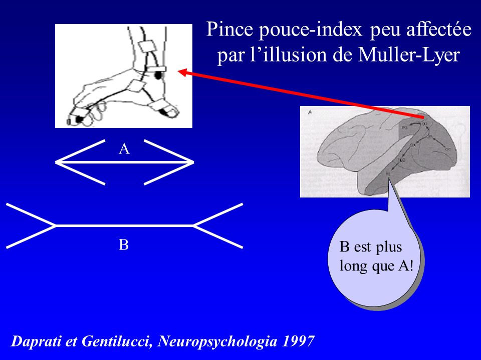 Pince pouce-index peu affectée par l’illusion de Muller-Lyer