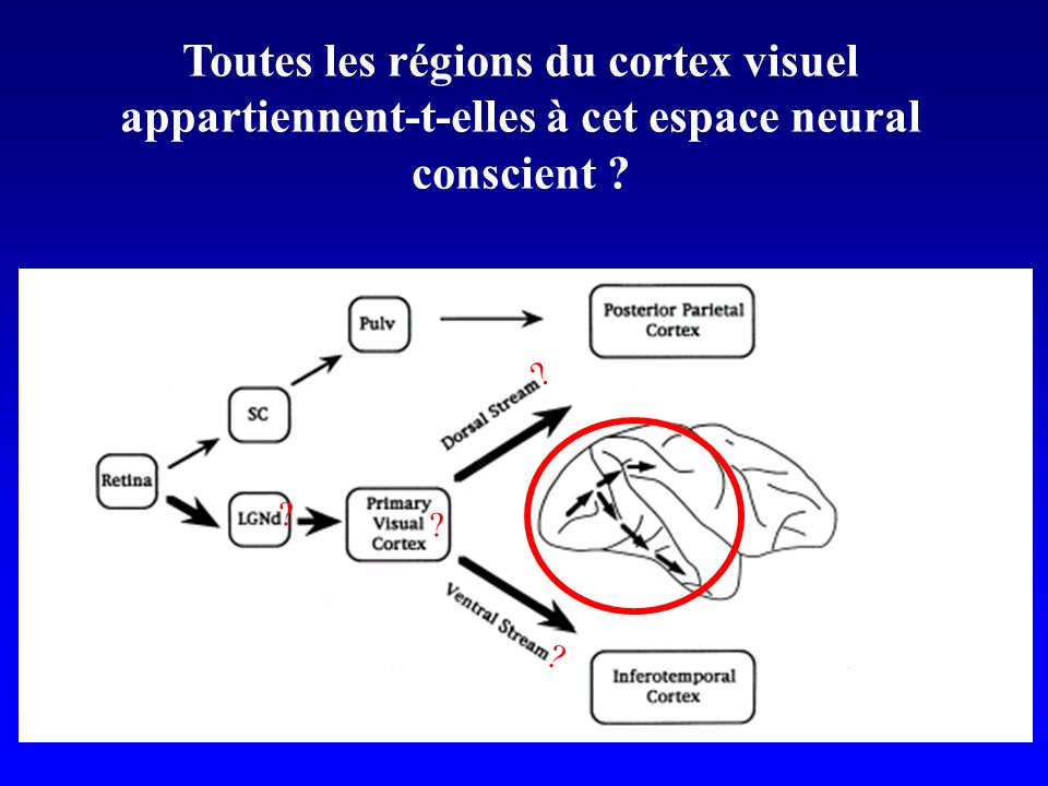 Toutes les régions du cortex visuel appartiennent-t-elles à cet espace neural conscient