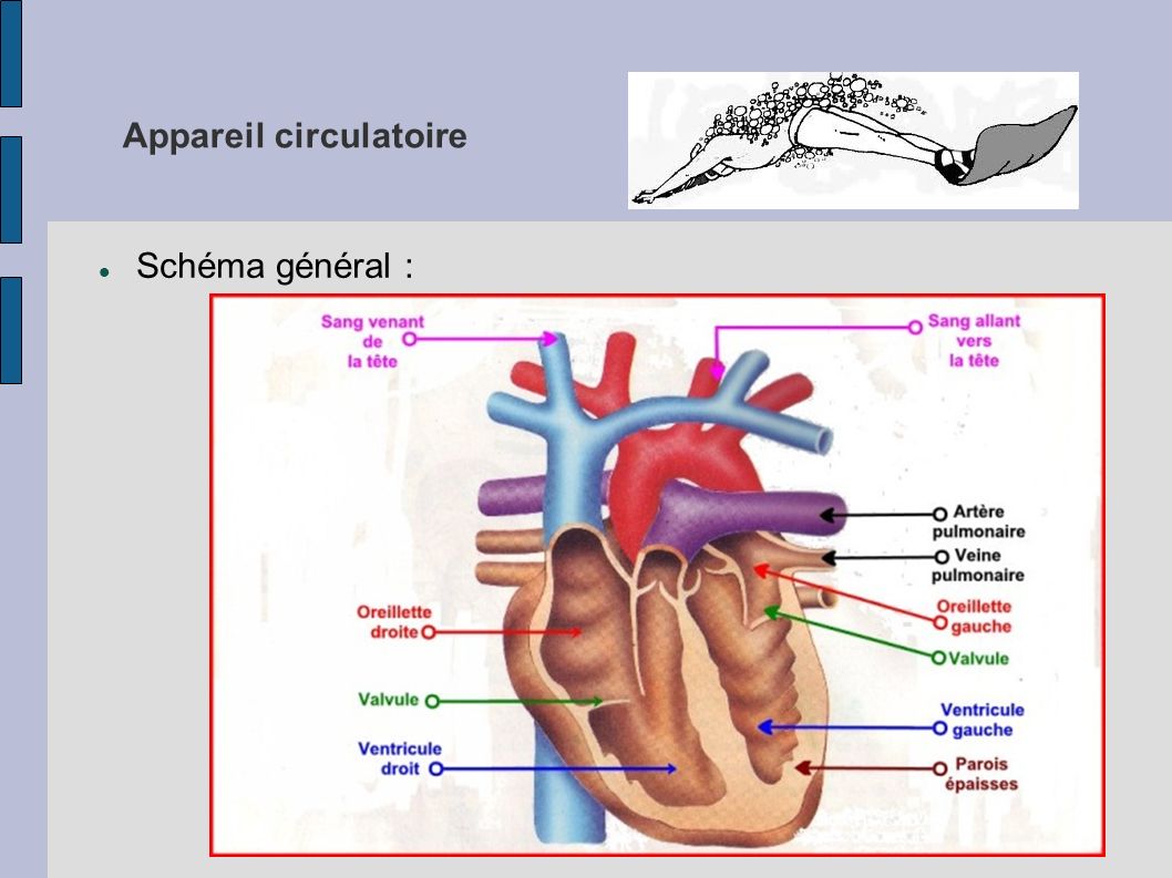 Appareil circulatoire