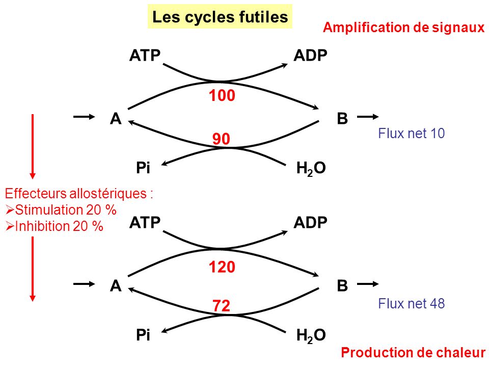 Les cycles futiles A B ATP ADP H2O Pi A B ATP ADP H2O Pi