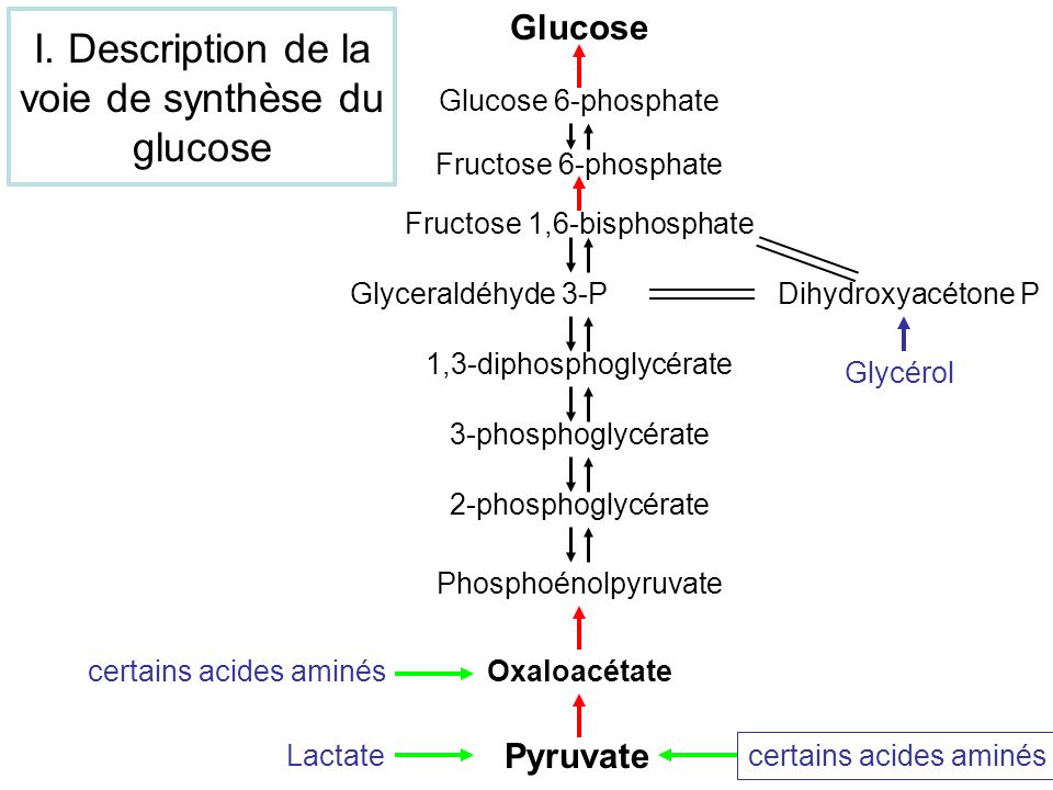 I. Description de la voie de synthèse du glucose