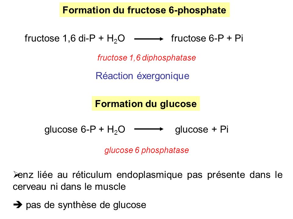 fructose 1,6 diphosphatase