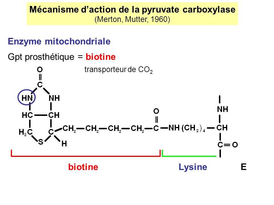 Mécanisme d’action de la pyruvate carboxylase