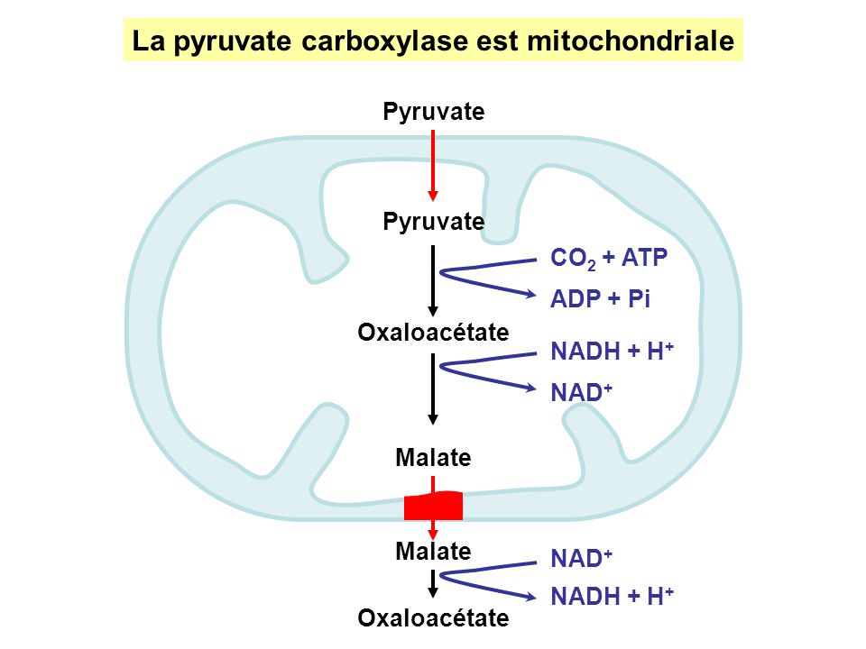 La pyruvate carboxylase est mitochondriale