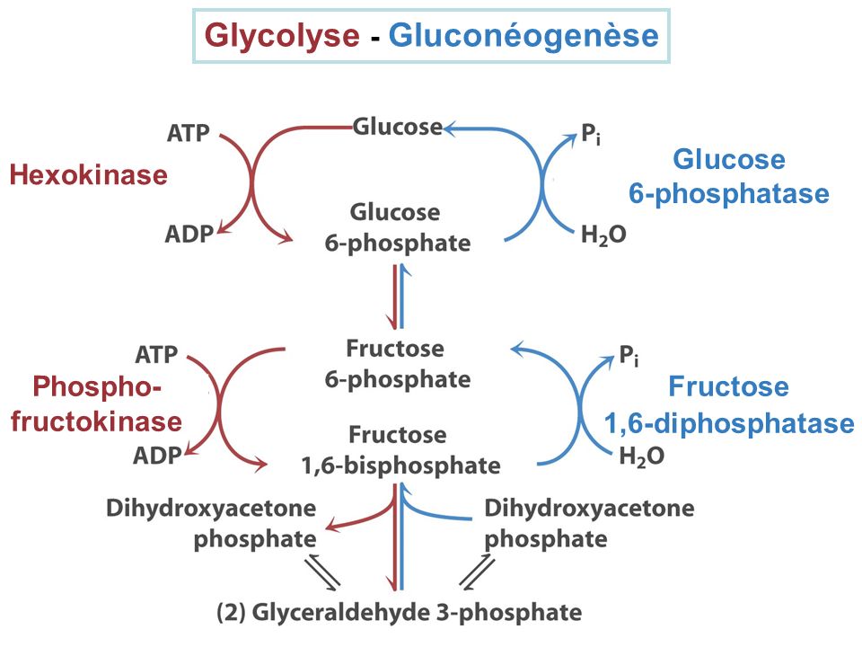 Glycolyse - Gluconéogenèse Phospho-fructokinase