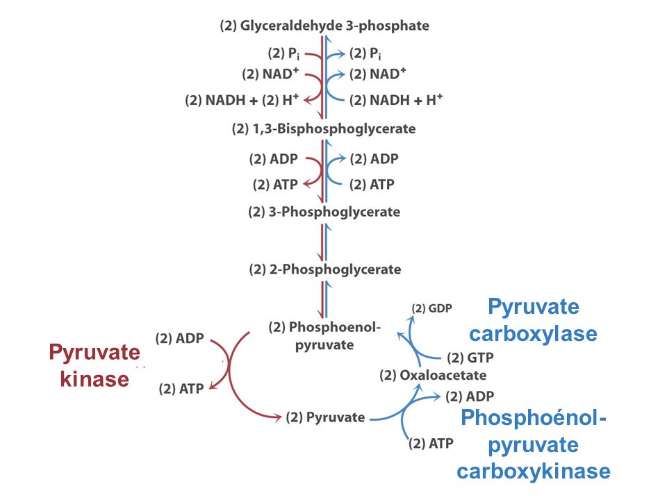 Phosphoénol-pyruvate carboxykinase