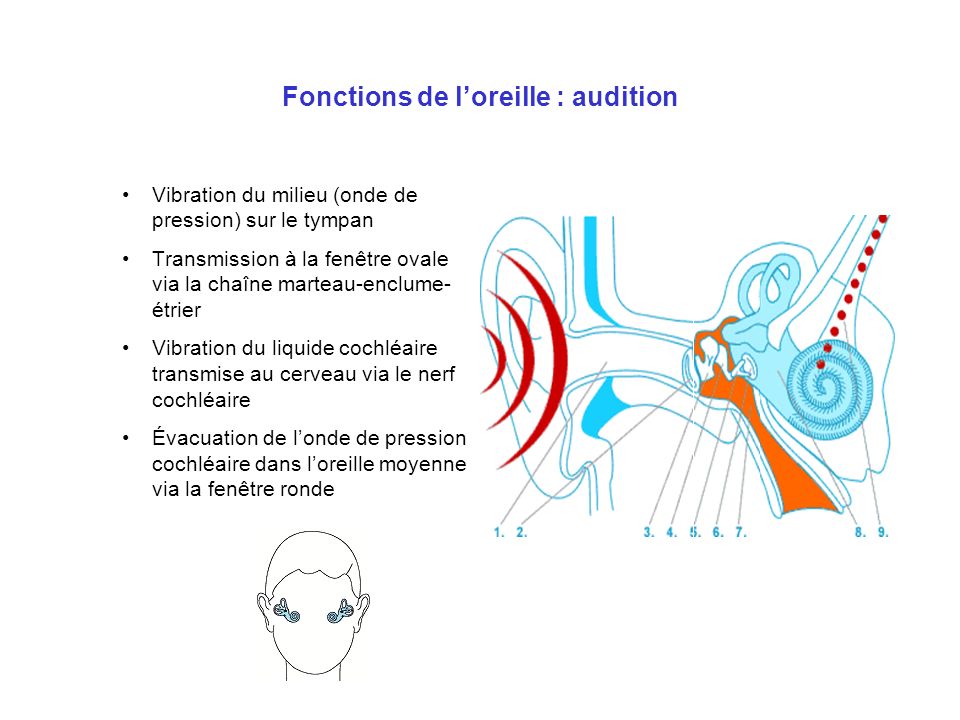 Fonctions de l’oreille : audition